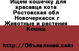 Ищем кошечку для красавца кота - Ростовская обл., Новочеркасск г. Животные и растения » Кошки   